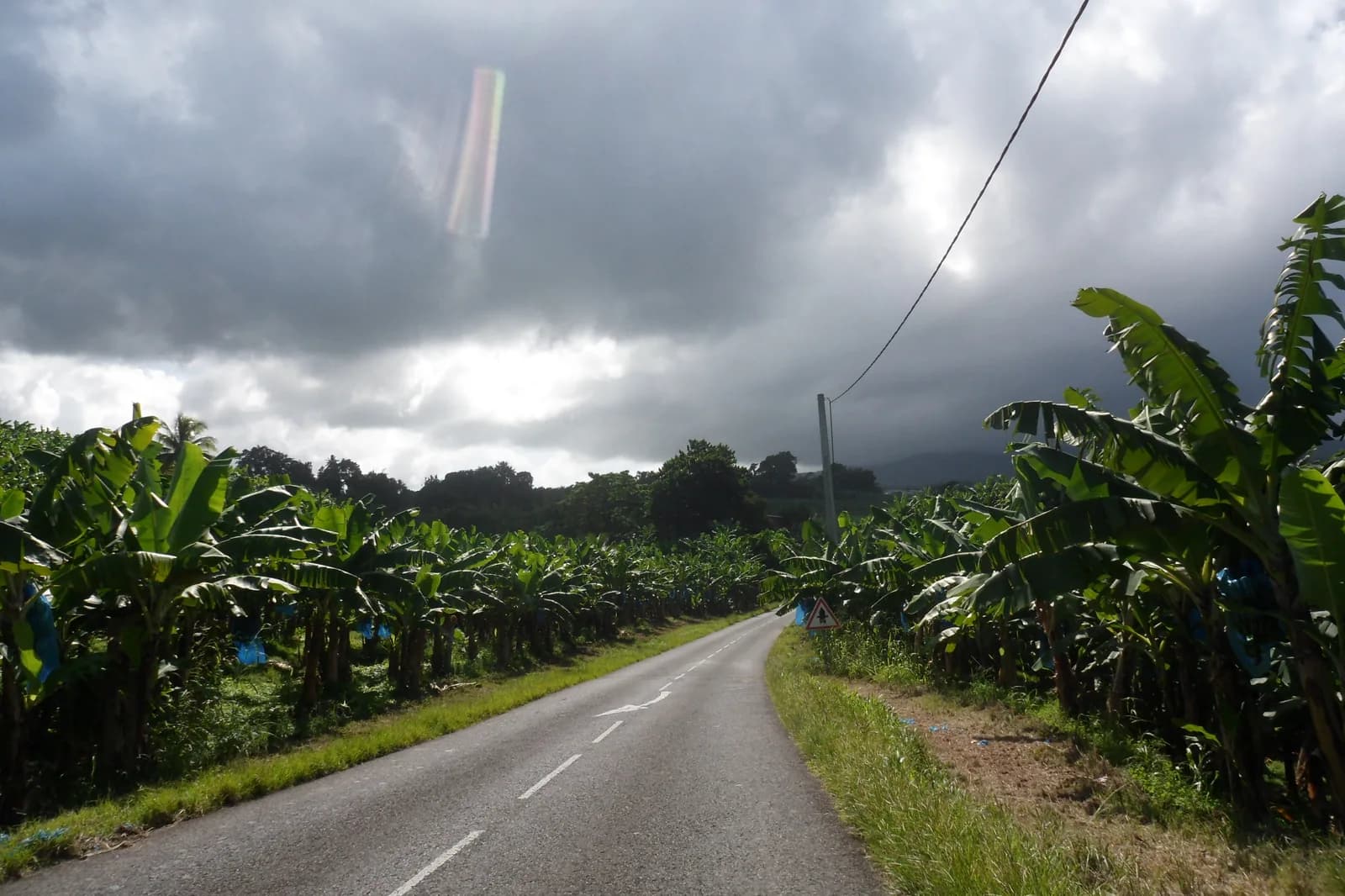 Route départementale D22 bordée de bananeraies au Lorrain, en Martinique