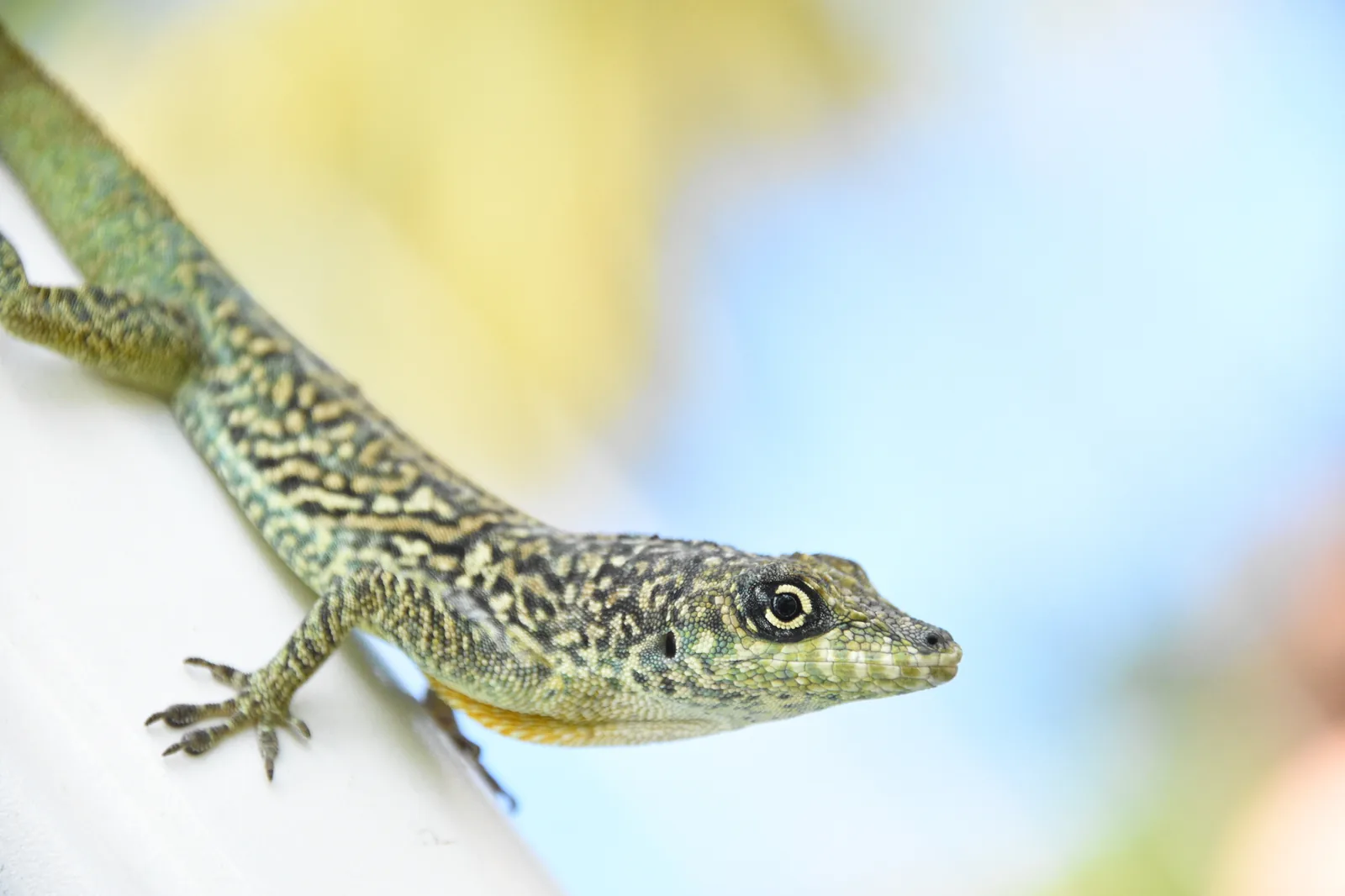 Anolis roquet (Anolis roquet), lézard endémique de la Martinique, sur un rebord blanc