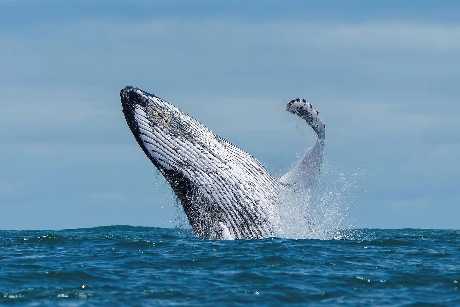 Baleine à bosse (Megaptera novaeangliae) sautant hors de l'eau, nageoire pectorale levée