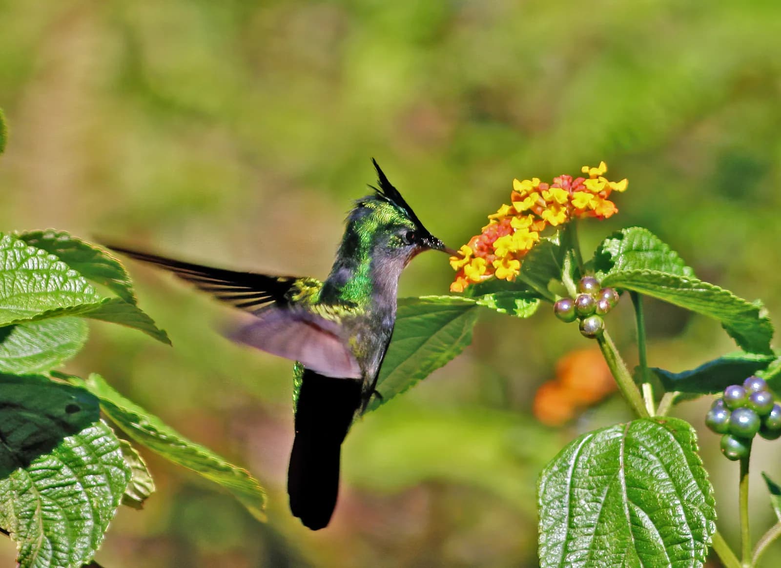 Colibri huppé (Orthorhyncus cristatus) mâle en vol stationnaire devant des fleurs de lantana