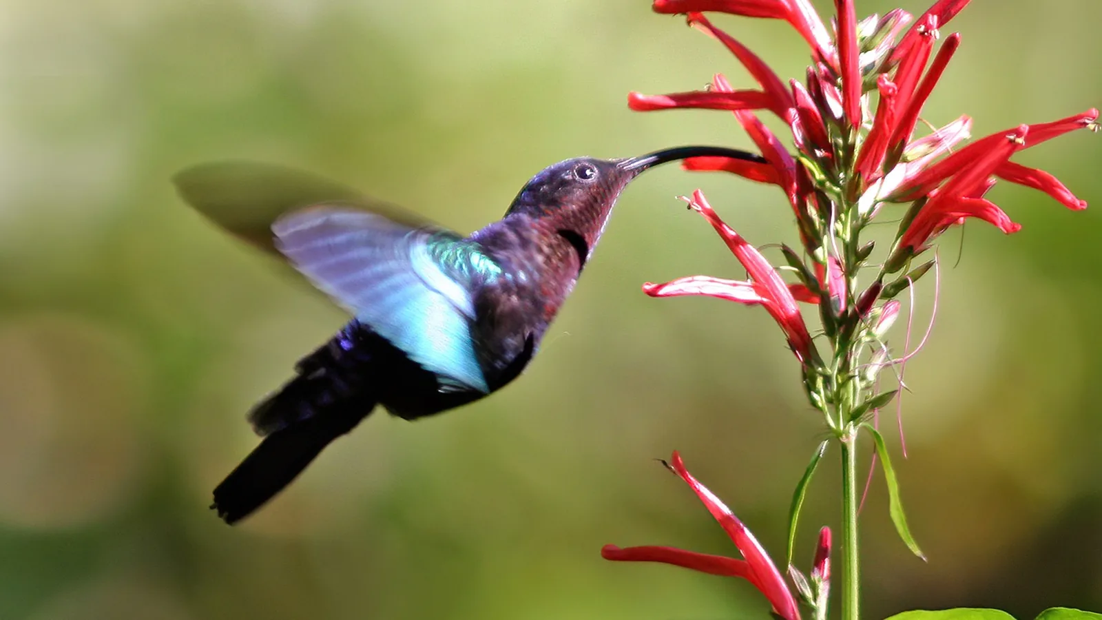 Colibri madère (Eulampis jugularis) en vol, butinant une fleur rouge tubulaire