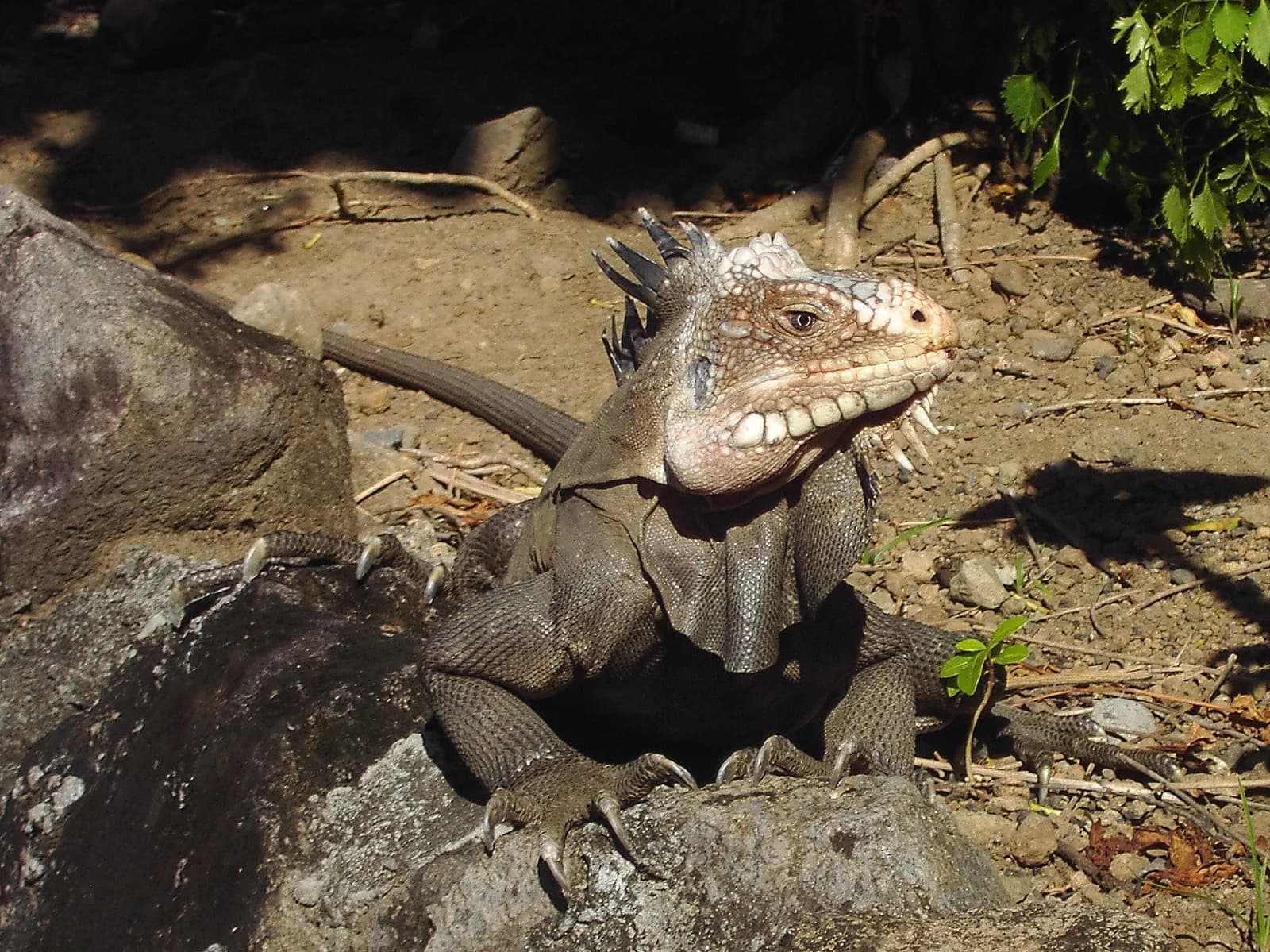 Iguane des Petites Antilles (Iguana delicatissima) au soleil sur un rocher, tête claire et crête dorsale bien visibles