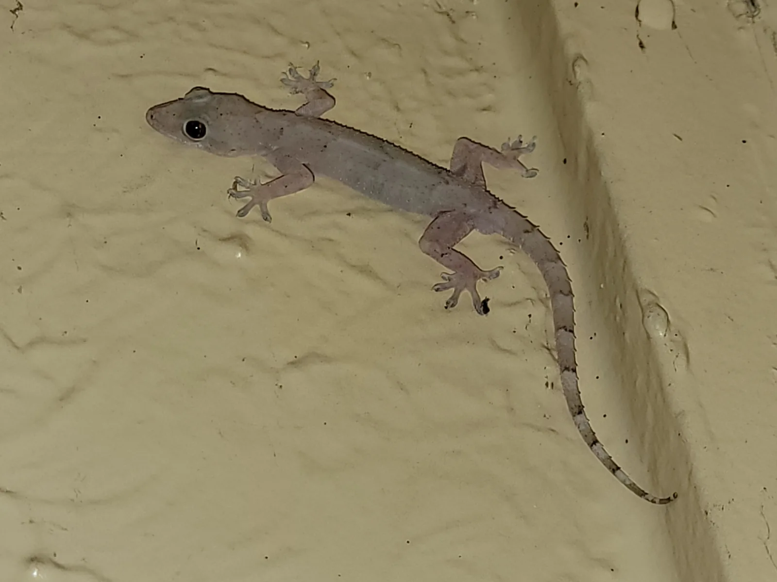 Mabouya (Hemidactylus mabouia), gecko tropical des maisons, accroché à un mur crépi