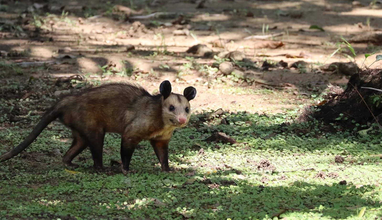 Manicou, ou opossum commun (Didelphis marsupialis), marchant au sol dans un sous-bois clair