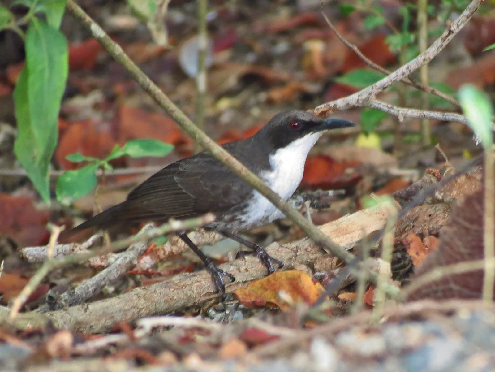 Moqueur gorge-blanche de Martinique (Ramphocinclus brachyurus) au sol dans la litière de feuilles