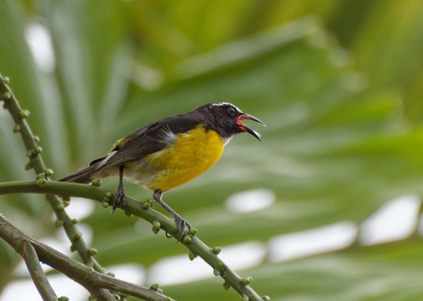Sucrier à ventre jaune (Coereba flaveola martinicana) perché, bec ouvert, au jardin de Balata en Martinique