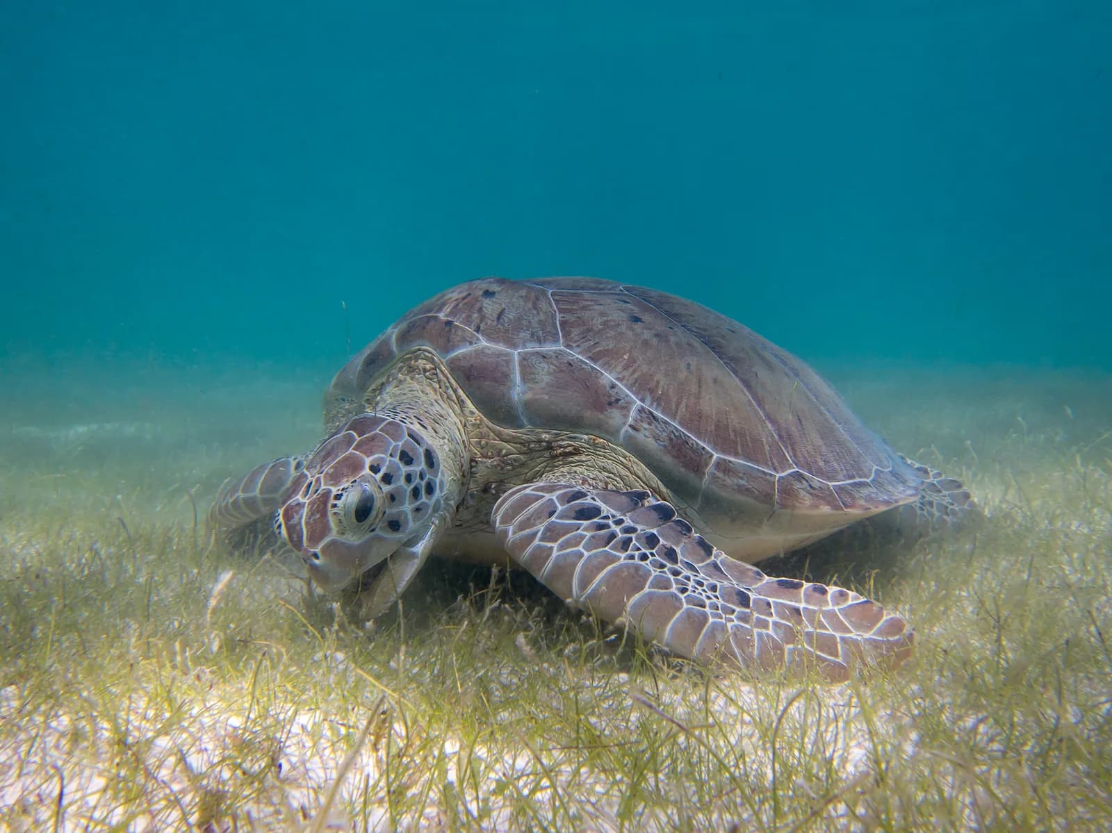 Tortue verte (Chelonia mydas) broutant un herbier sous-marin