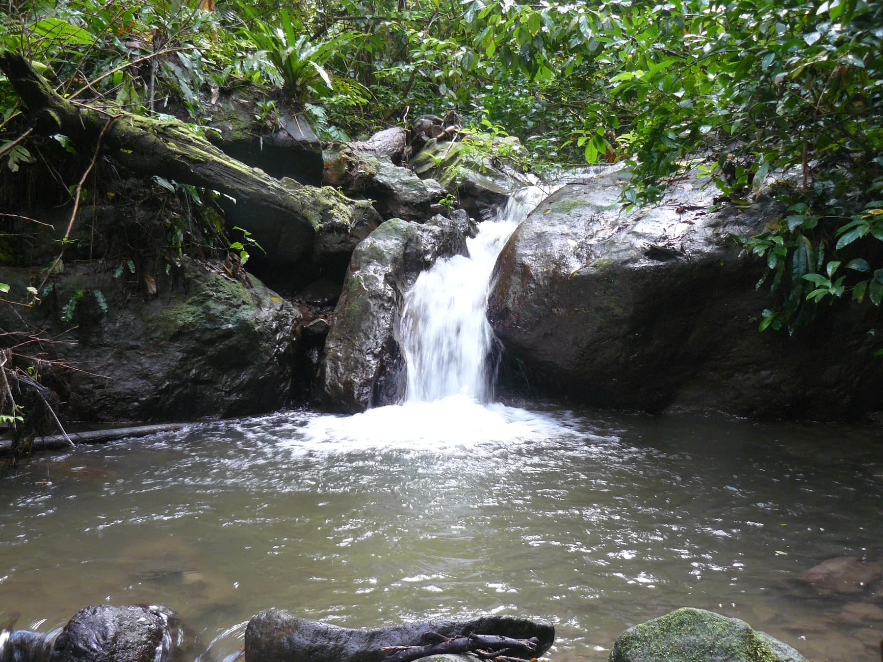 Petite cascade tombant dans un bassin de la rivière de l'Anse Couleuvre, au milieu de la forêt tropicale du Prêcheur