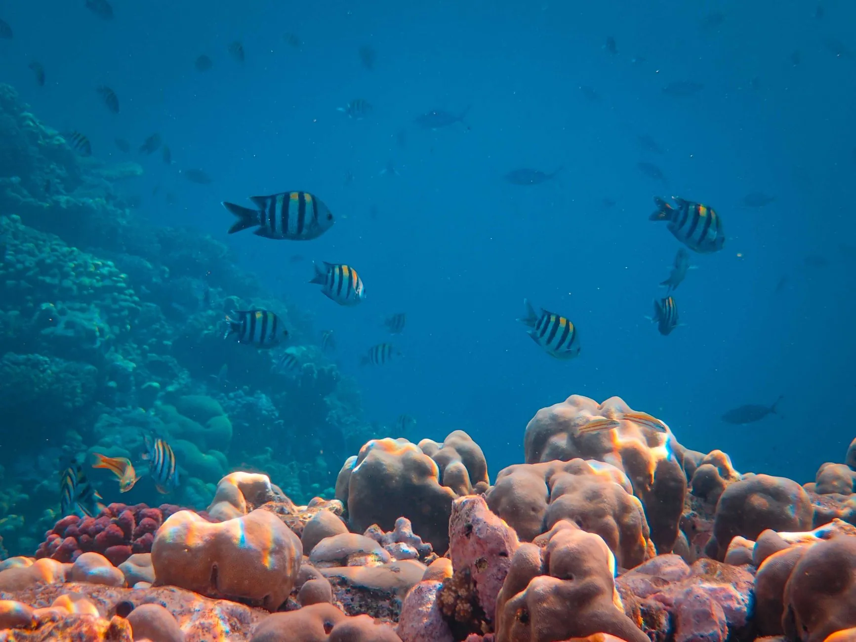 Poissons sergents-majors au-dessus d'un fond corallien en eau bleue, typique du snorkeling dans les Caraïbes