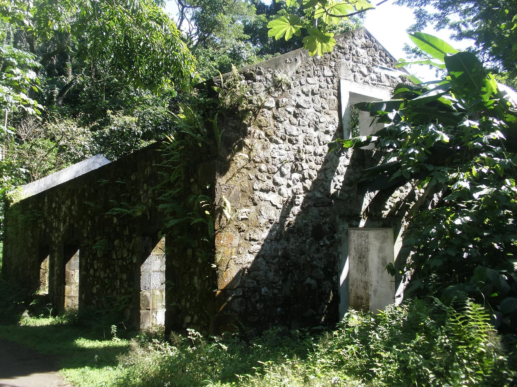 Murs de pierre en ruine de l'ancienne habitation sucrière Couleuvre, envahis par la végétation tropicale au Prêcheur
