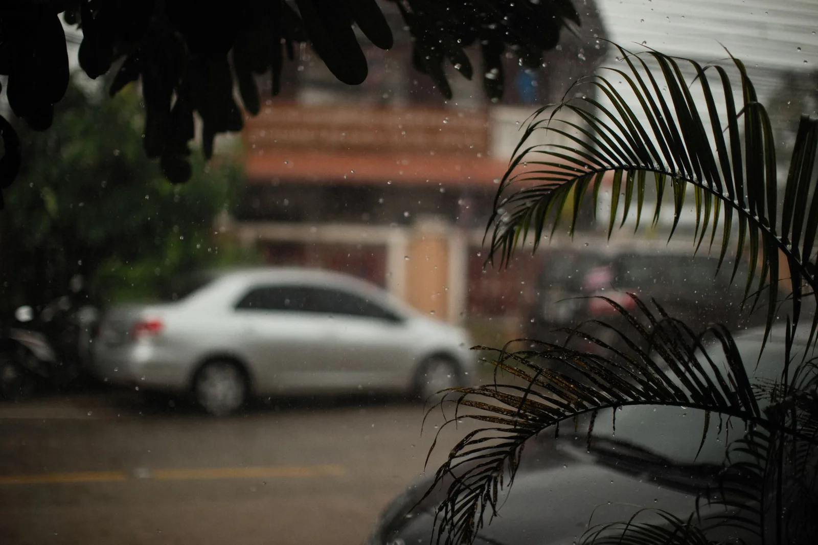 Voiture garée dans une rue sous une pluie tropicale, feuille de palmier au premier plan
