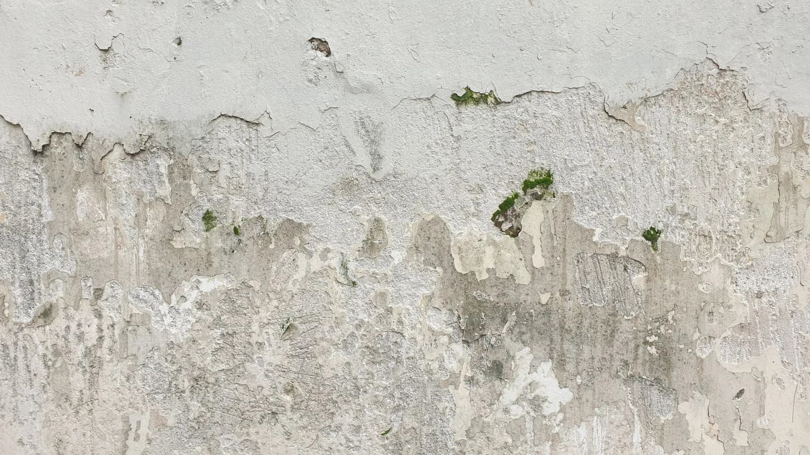 Mur enduit marqué par l'humidité, avec enduit qui s'écaille et mousse verte