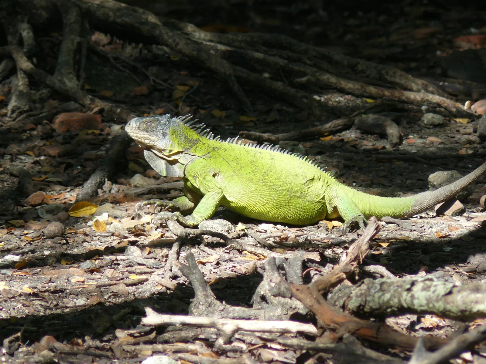 Iguane des Petites Antilles (Iguana delicatissima) dans la mangrove de l'îlet Chancel, Le Robert, Martinique