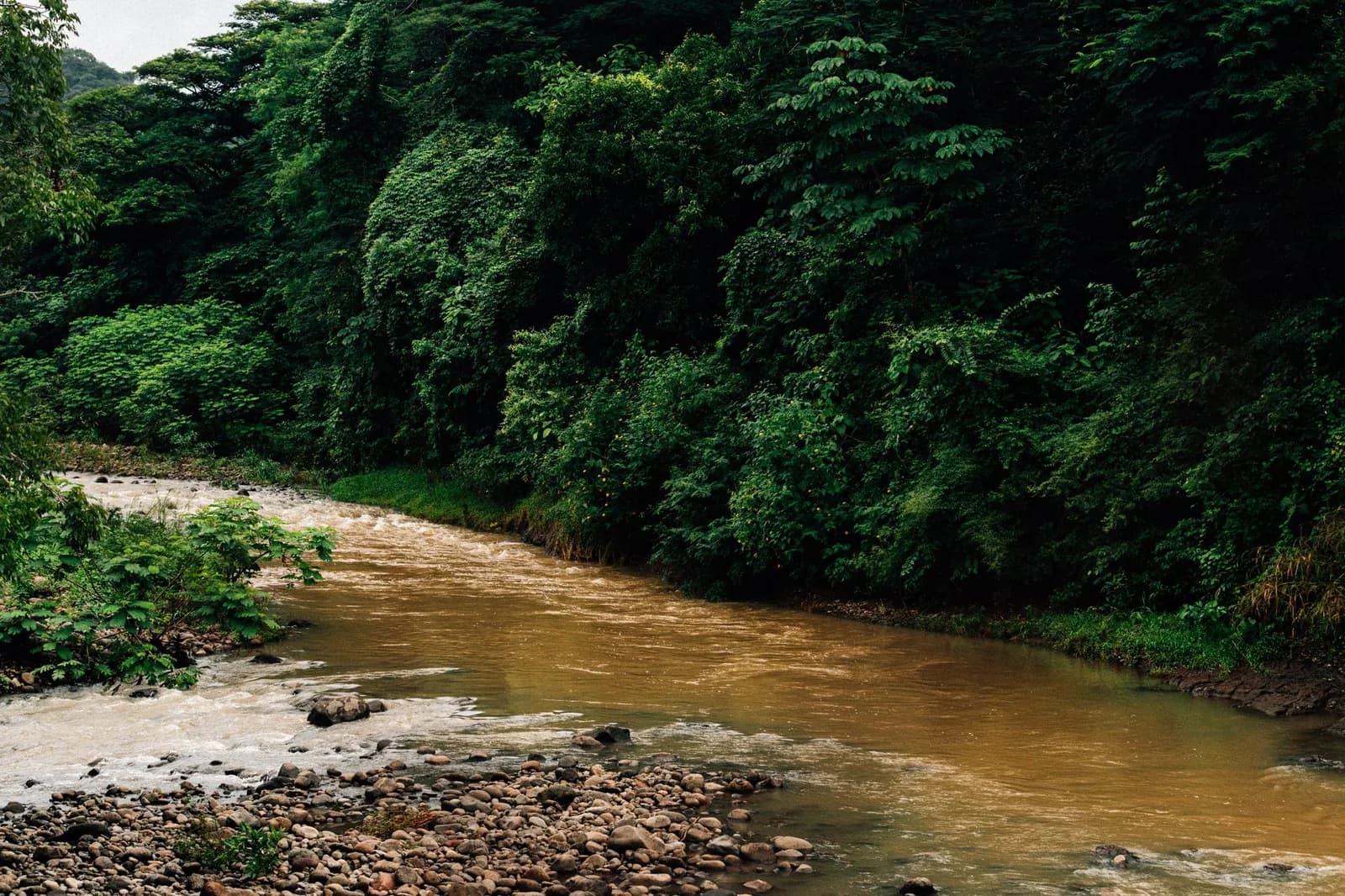 Rivière à l'eau boueuse et brune entre des berges de forêt tropicale