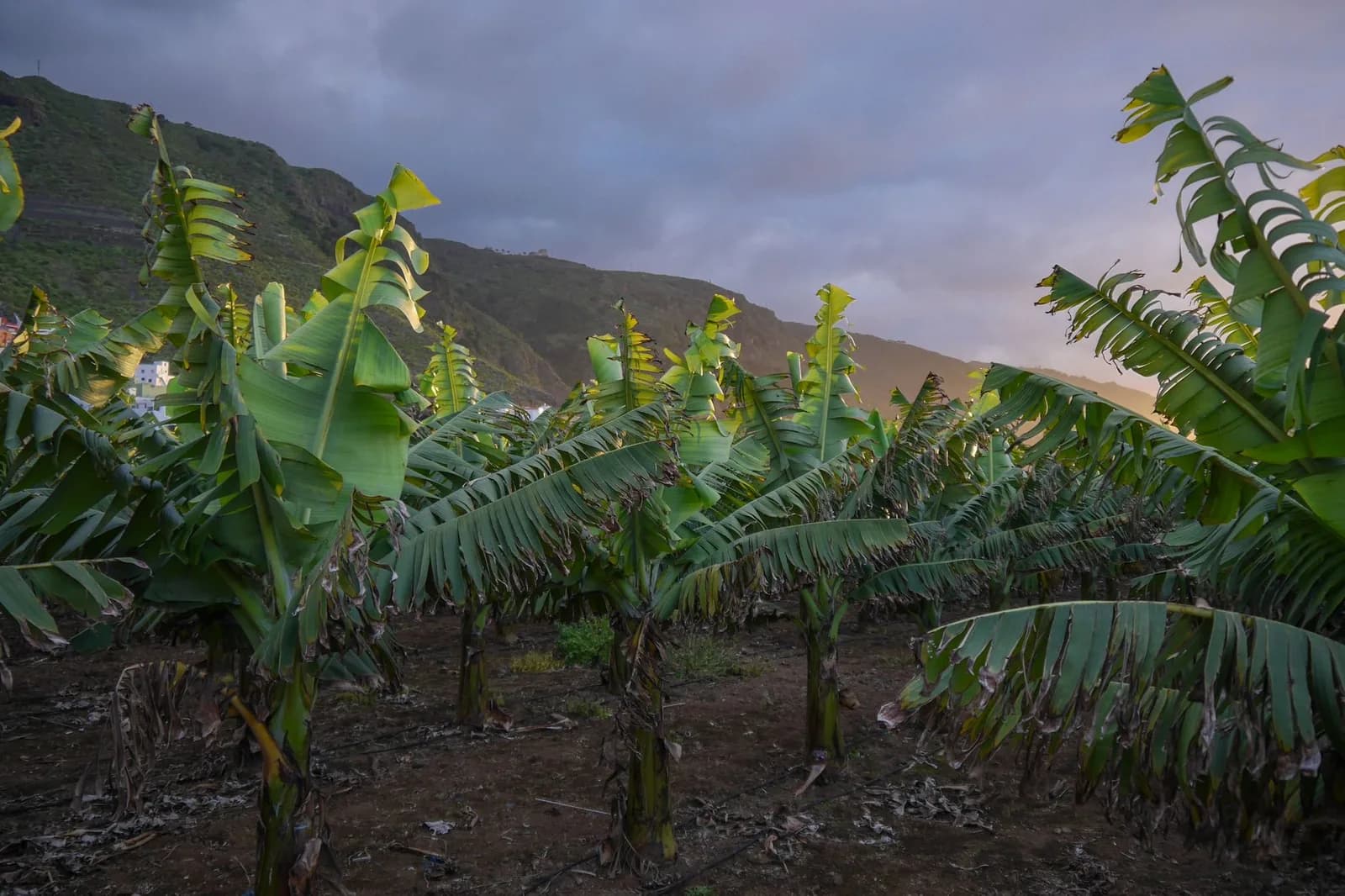 Rangées de bananiers aux feuilles vertes dans une plantation, avec un versant montagneux en arrière-plan