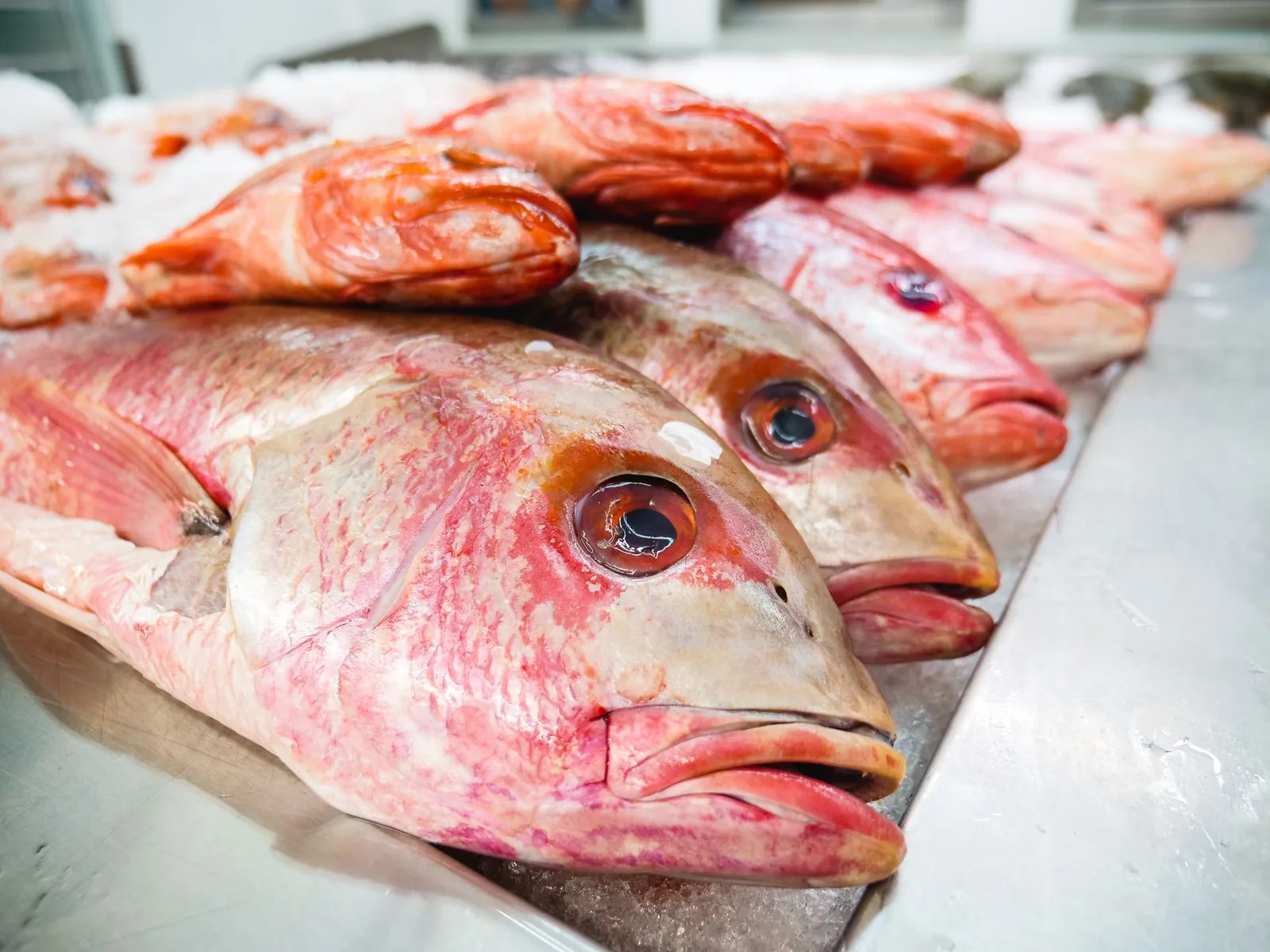 Poissons frais de type vivaneau rouge posés sur la glace à l'étal d'un poissonnier