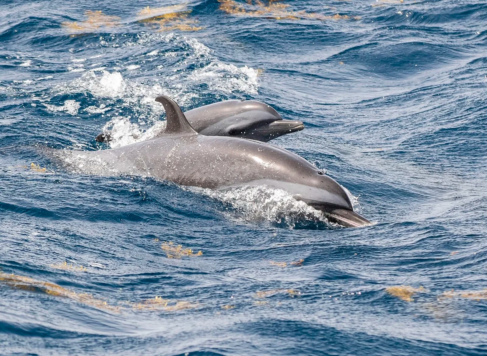 Deux dauphins tachetés à la surface de l'eau dans le sanctuaire Agoa, aux Antilles françaises