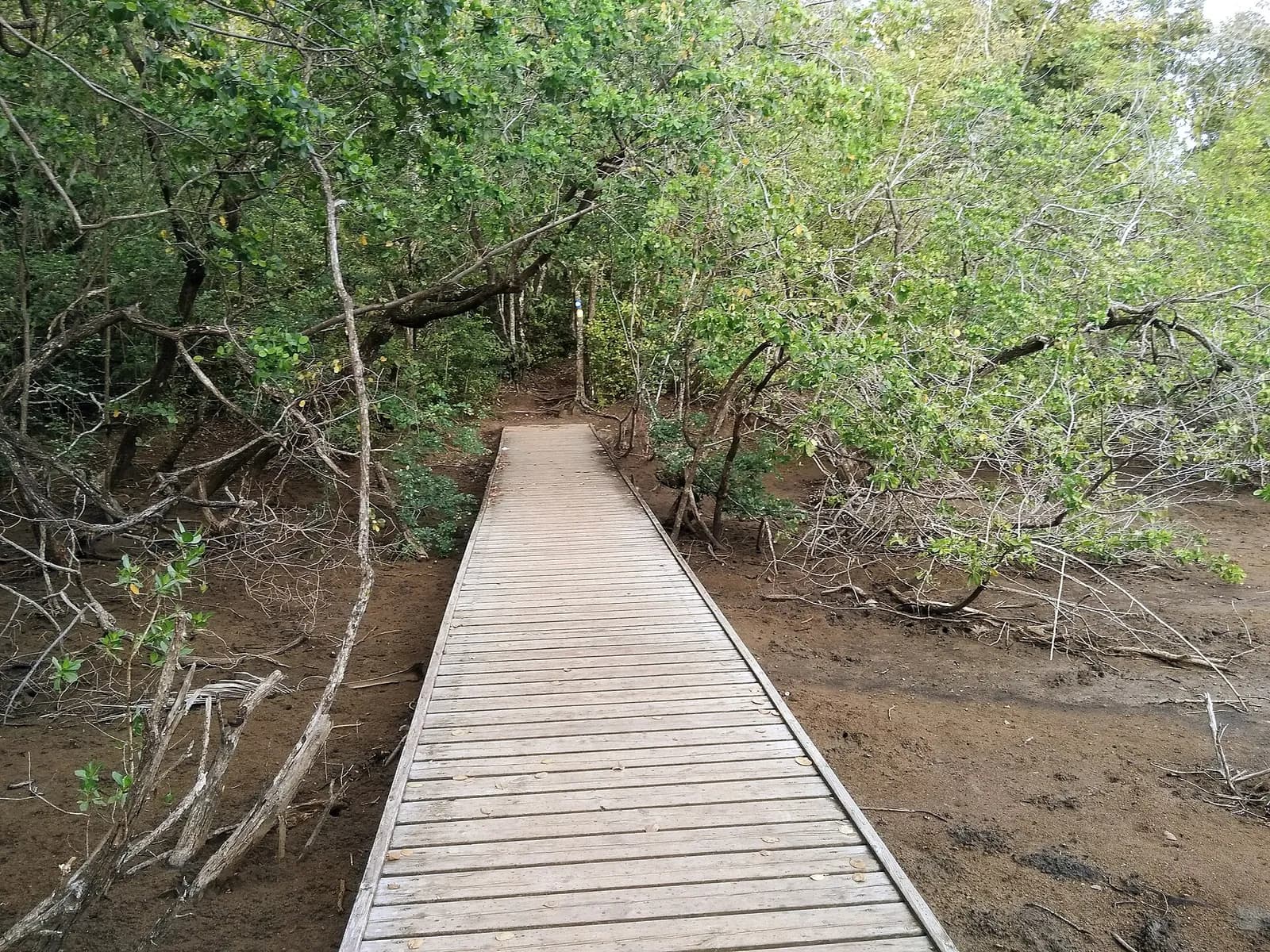 Ponton en bois traversant la mangrove de la presqu'île de la Caravelle, en Martinique