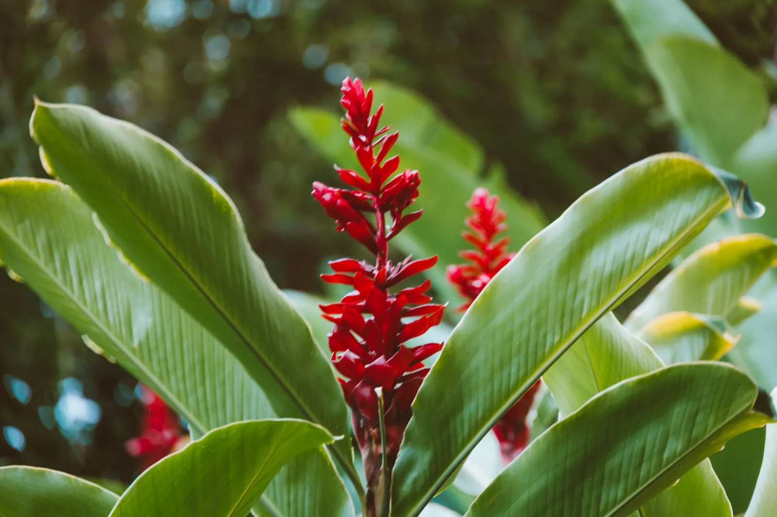 Épis rouges d'un gingembre rouge (Alpinia purpurata) au-dessus de grandes feuilles vertes