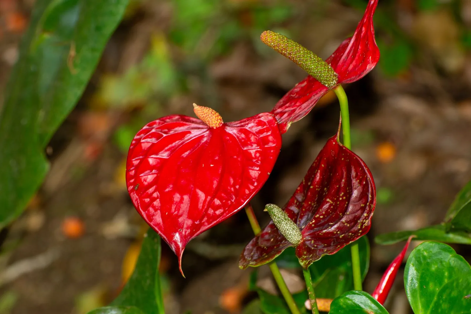 Anthuriums rouges, spathes en cœur et spadice, dans un jardin tropical