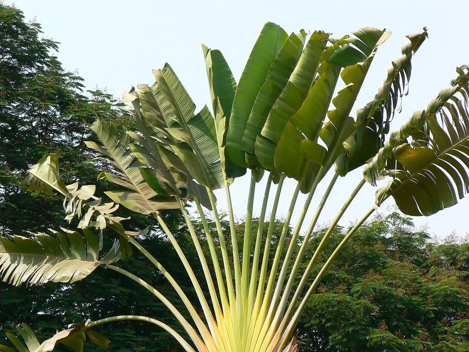 Arbre du voyageur (Ravenala madagascariensis), éventail plat de feuilles