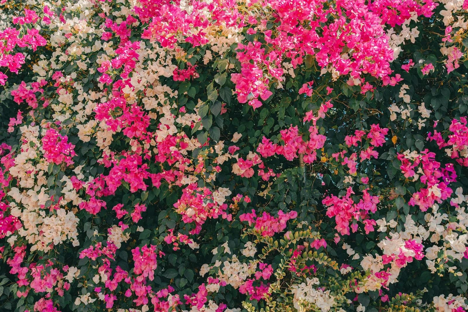 Bougainvillier couvert de bractées fuchsia et crème