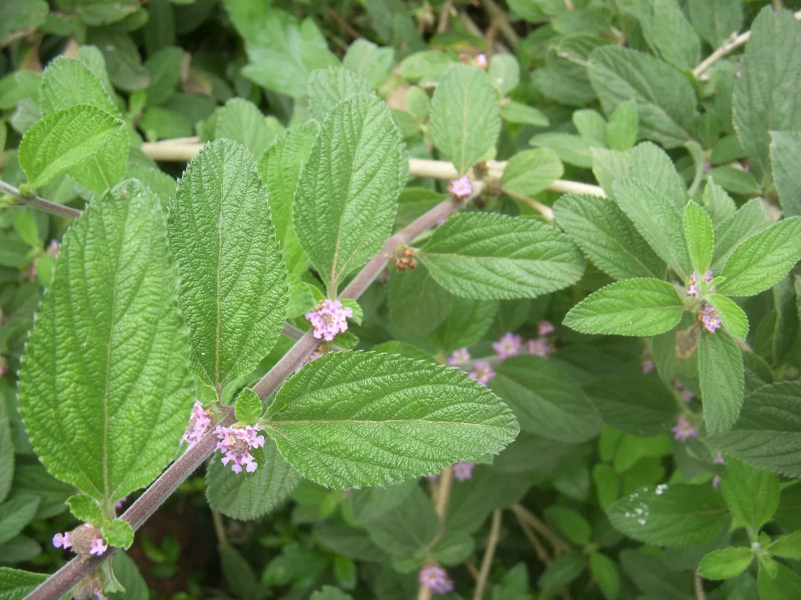 Rameau de brisée (Lippia alba), feuilles dentelées et petites fleurs mauves