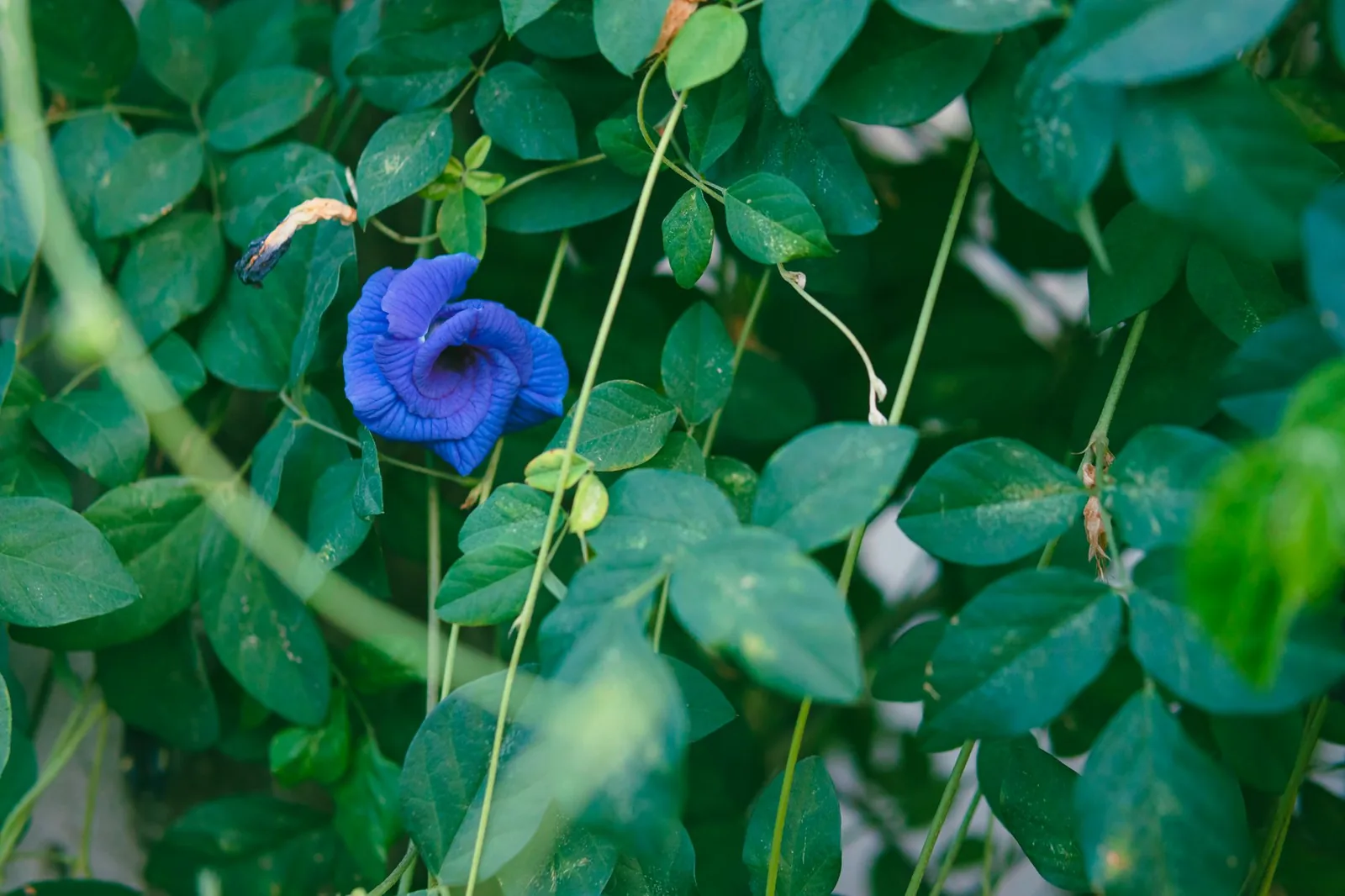 Fleur bleue de pois bleu (Clitoria ternatea) dans son feuillage