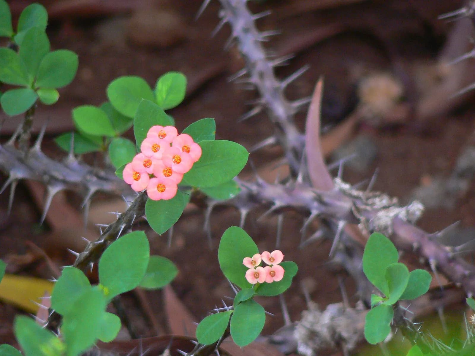 Tiges épineuses d'épine du Christ (Euphorbia milii) et petites fleurs roses
