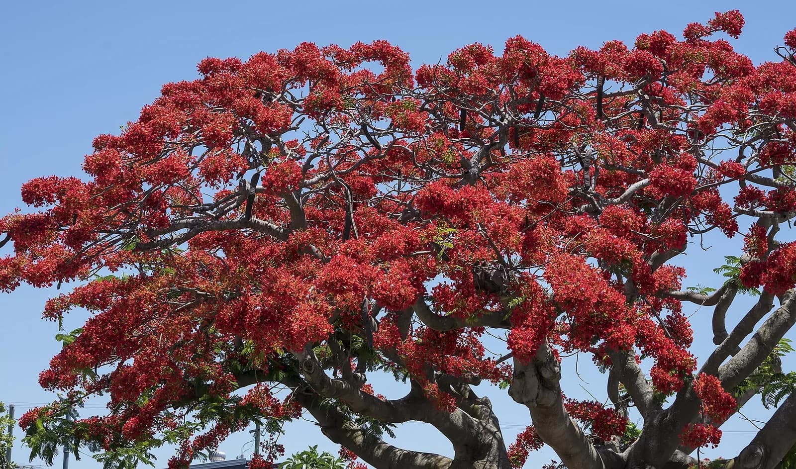 Houppier de flamboyant (Delonix regia) entièrement couvert de fleurs rouges