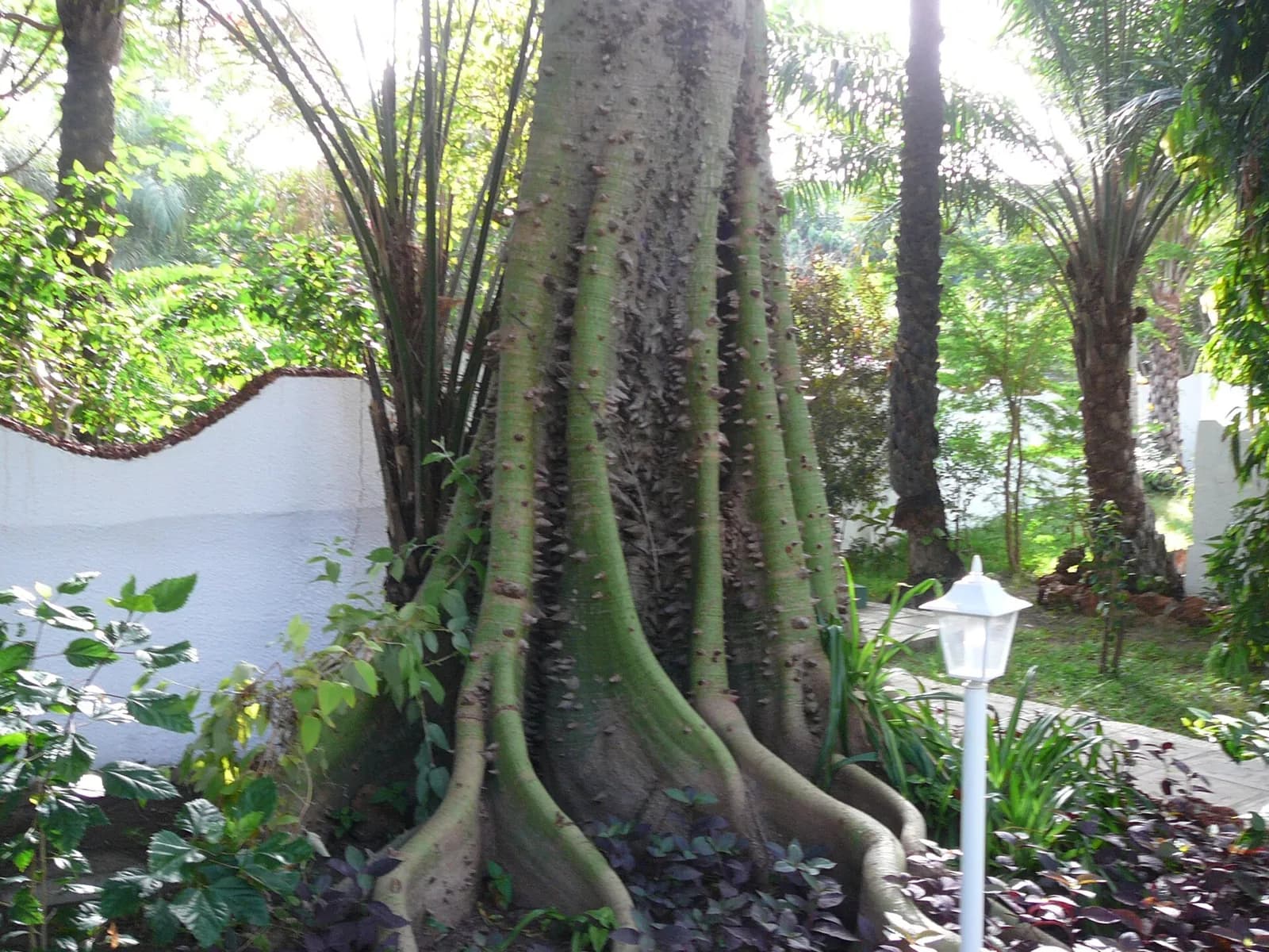 Tronc de fromager (Ceiba pentandra) à gros contreforts en planches, dans un jardin tropical