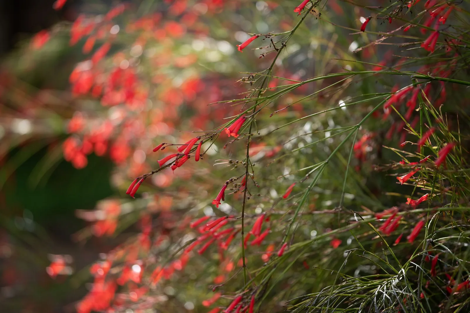 Tiges fines retombantes de goutte de sang (Russelia equisetiformis) couvertes de petites fleurs rouges tubulaires