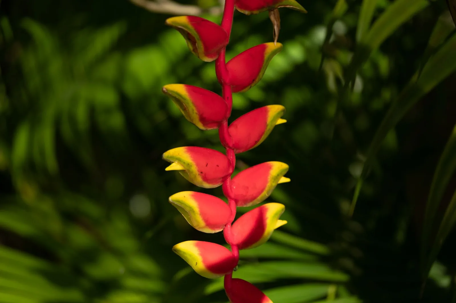 Héliconia pendante rouge et jaune au milieu du feuillage d'un jardin tropical