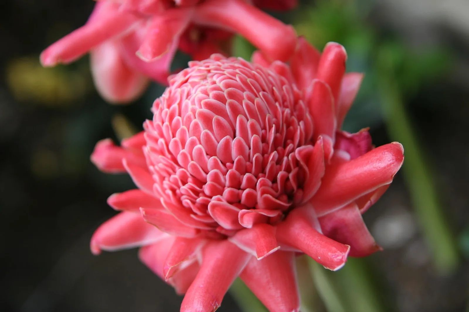 Inflorescence rose cireuse d'une rose de porcelaine (Etlingera elatior)