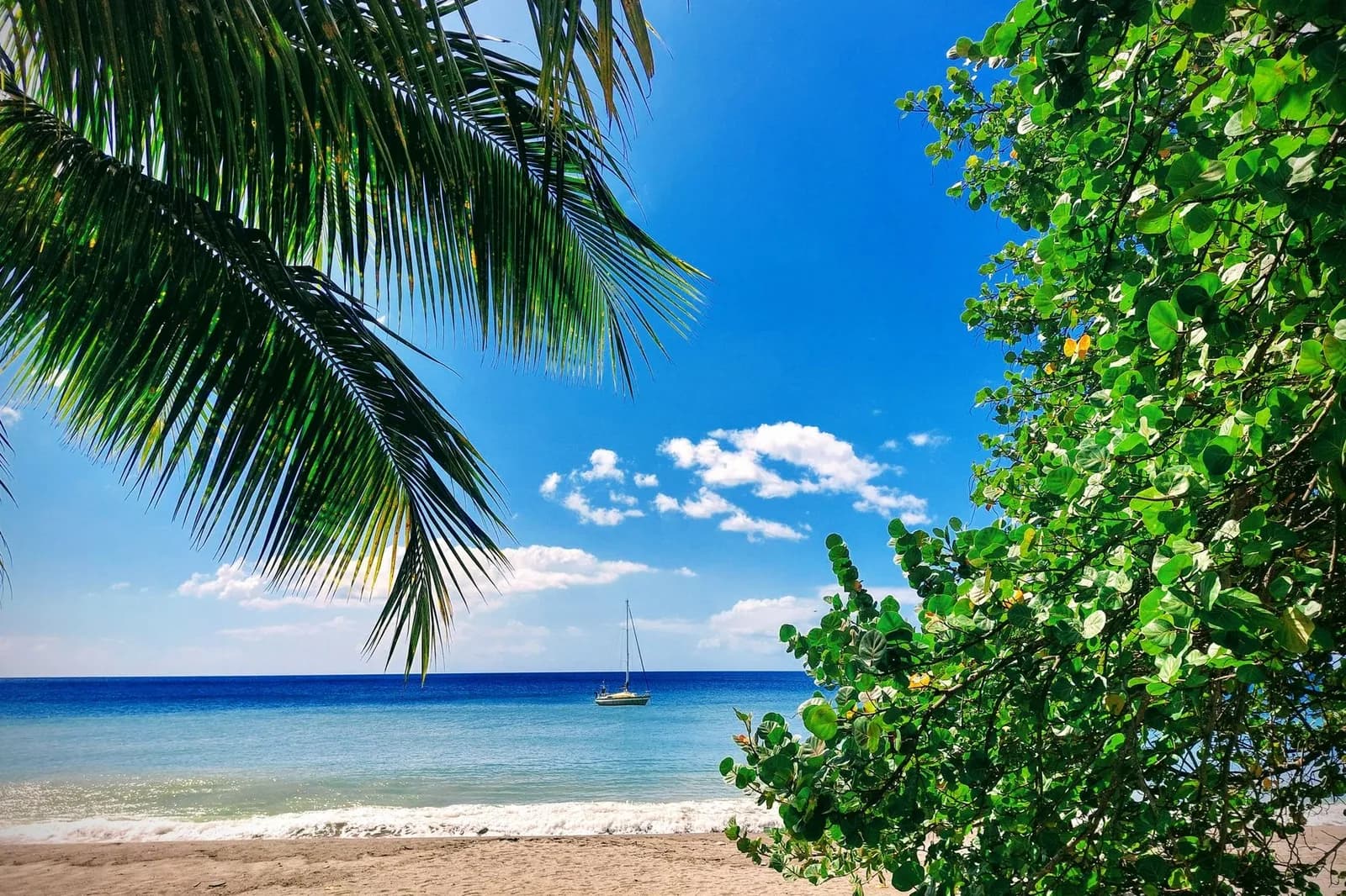 Plage de sable avec palmes de cocotier et voilier au large, au Carbet, sur la côte caraïbe de la Martinique