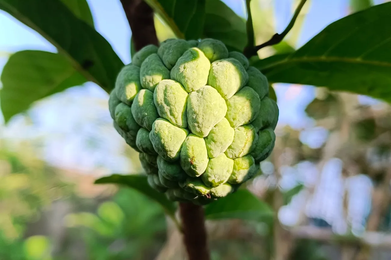 Pomme cannelle verte à écailles bosselées sur sa branche