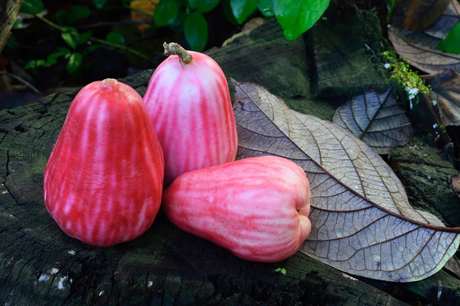 Pommes d'eau rouges et roses en forme de poire, posées sur une feuille sèche