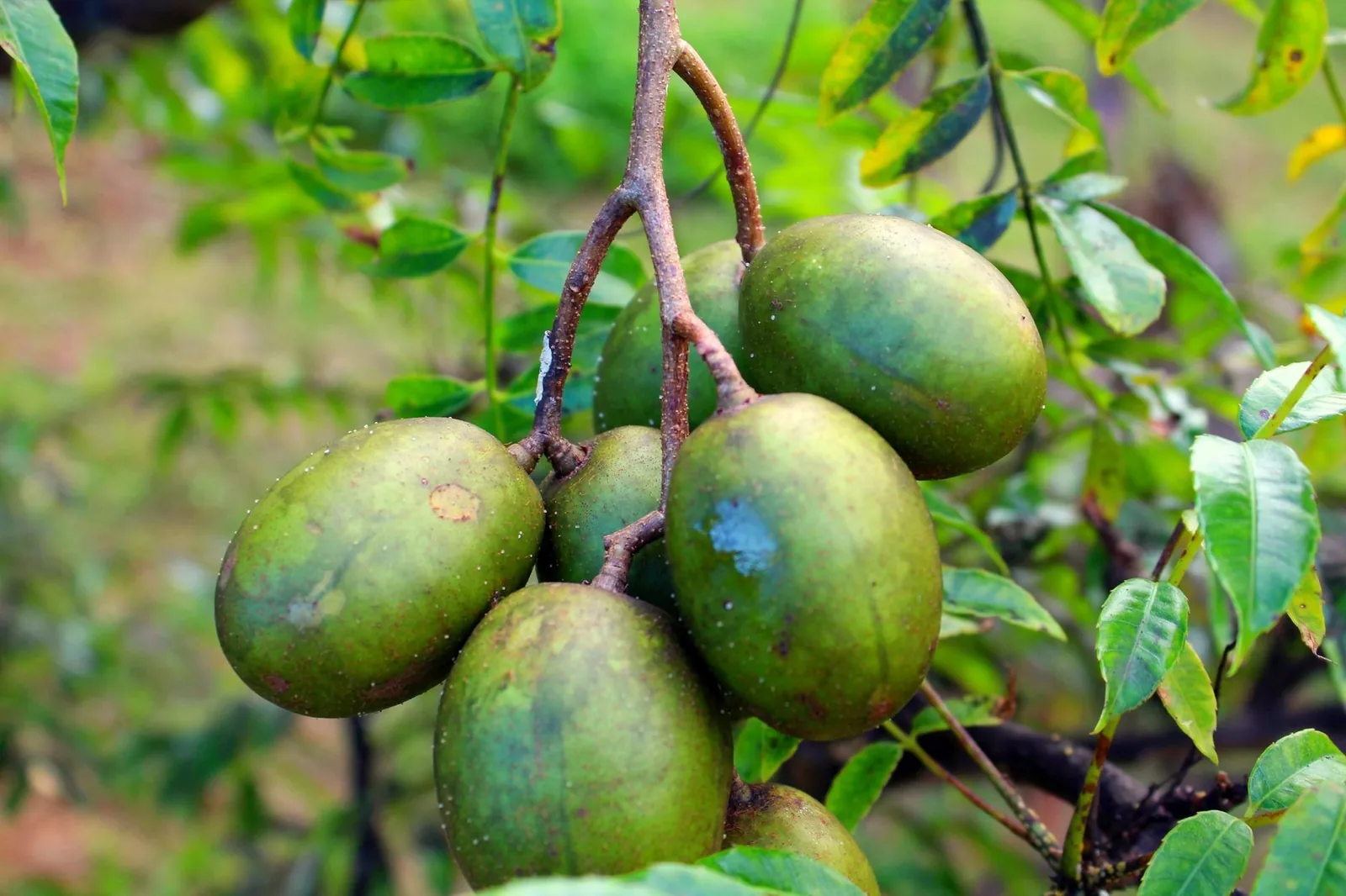 Prunes de Cythère vertes en grappe sur l'arbre
