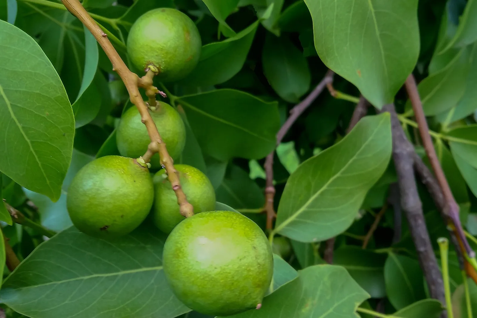 Grappe de quenettes vertes accrochées à leur branche feuillue