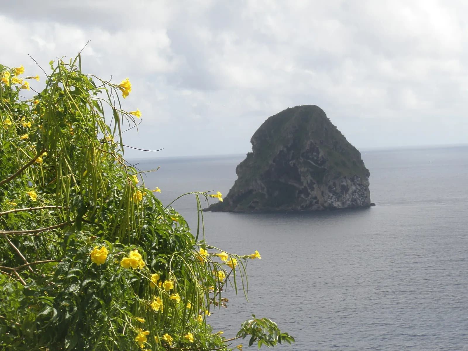 Rocher du Diamant vu de la côte, fleurs jaunes au premier plan, mer calme