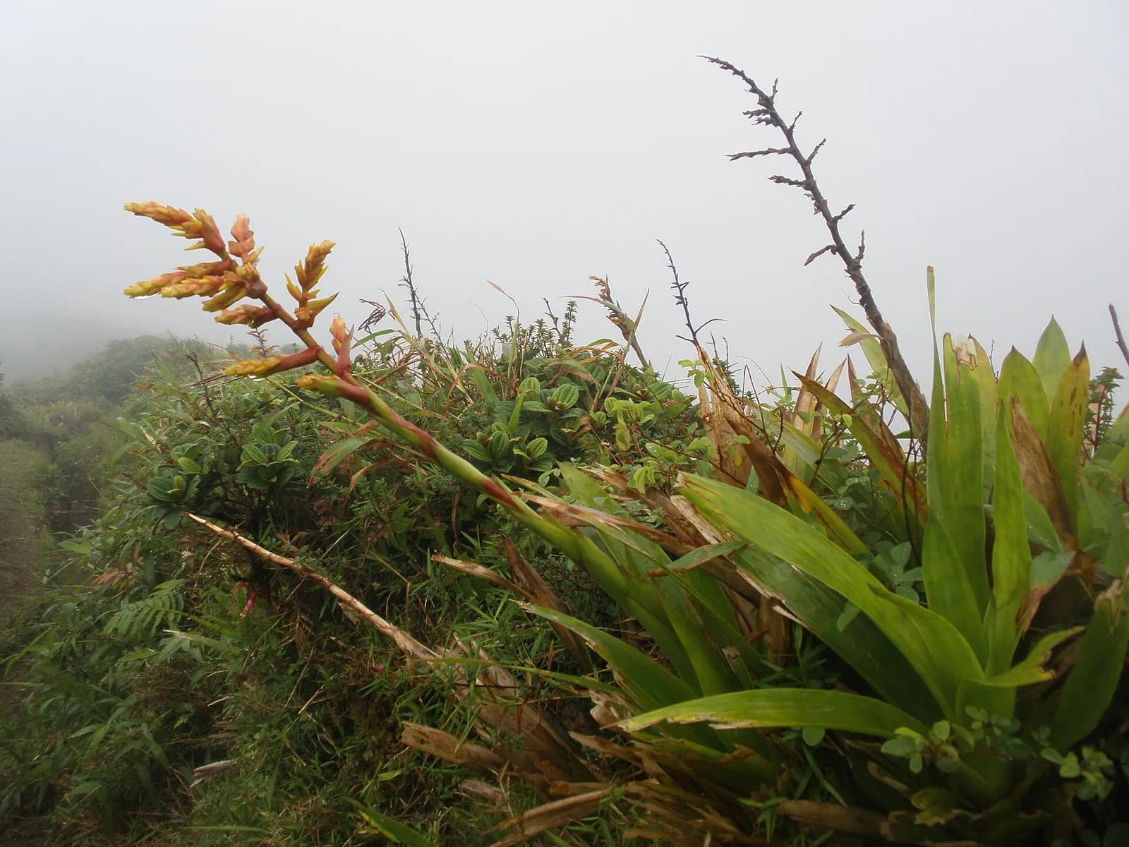 Bromélia en fleur et végétation d'altitude dans la brume, sur le sentier de l'Aileron de la Montagne Pelée