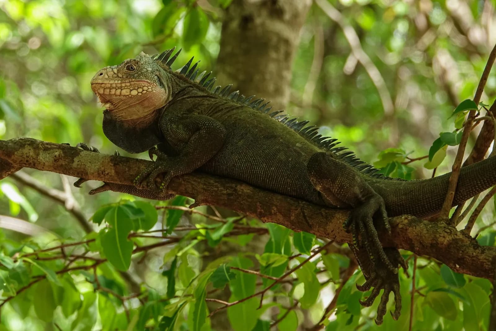Iguane des Petites Antilles allongé sur une branche dans la végétation