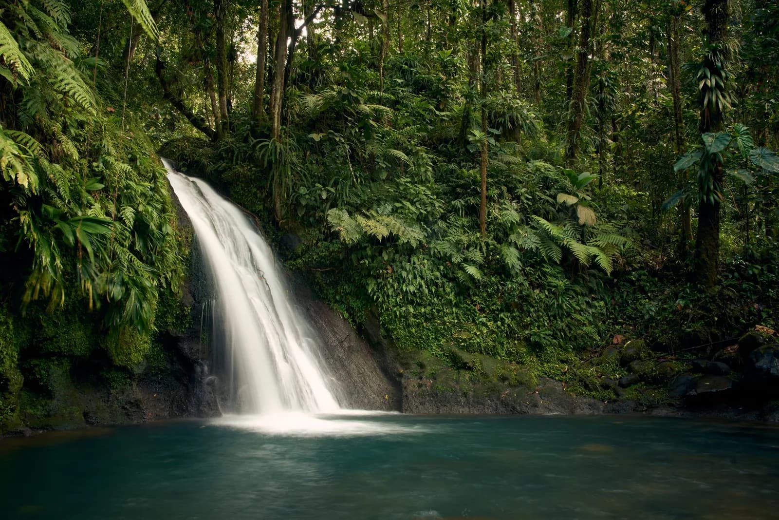 Cascade dans la forêt tropicale de Guadeloupe