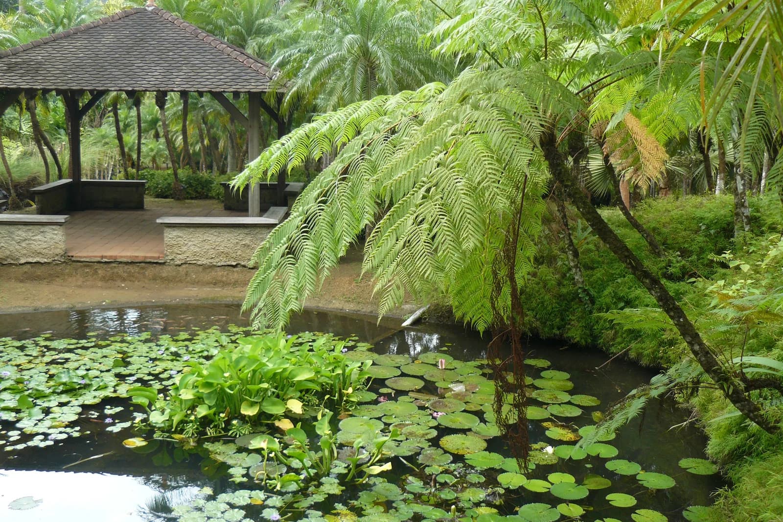 Bassin aux nénuphars et fougère arborescente devant un kiosque, au jardin de Balata en Martinique