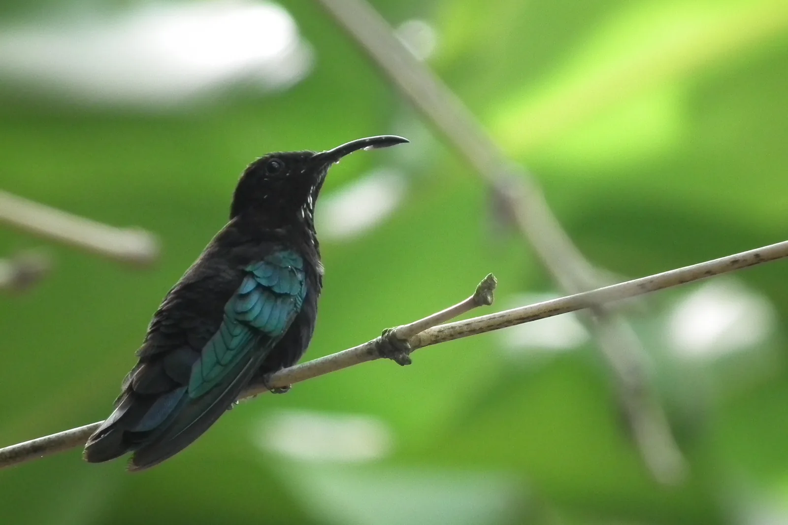 Colibri madère posé sur une branche en Martinique