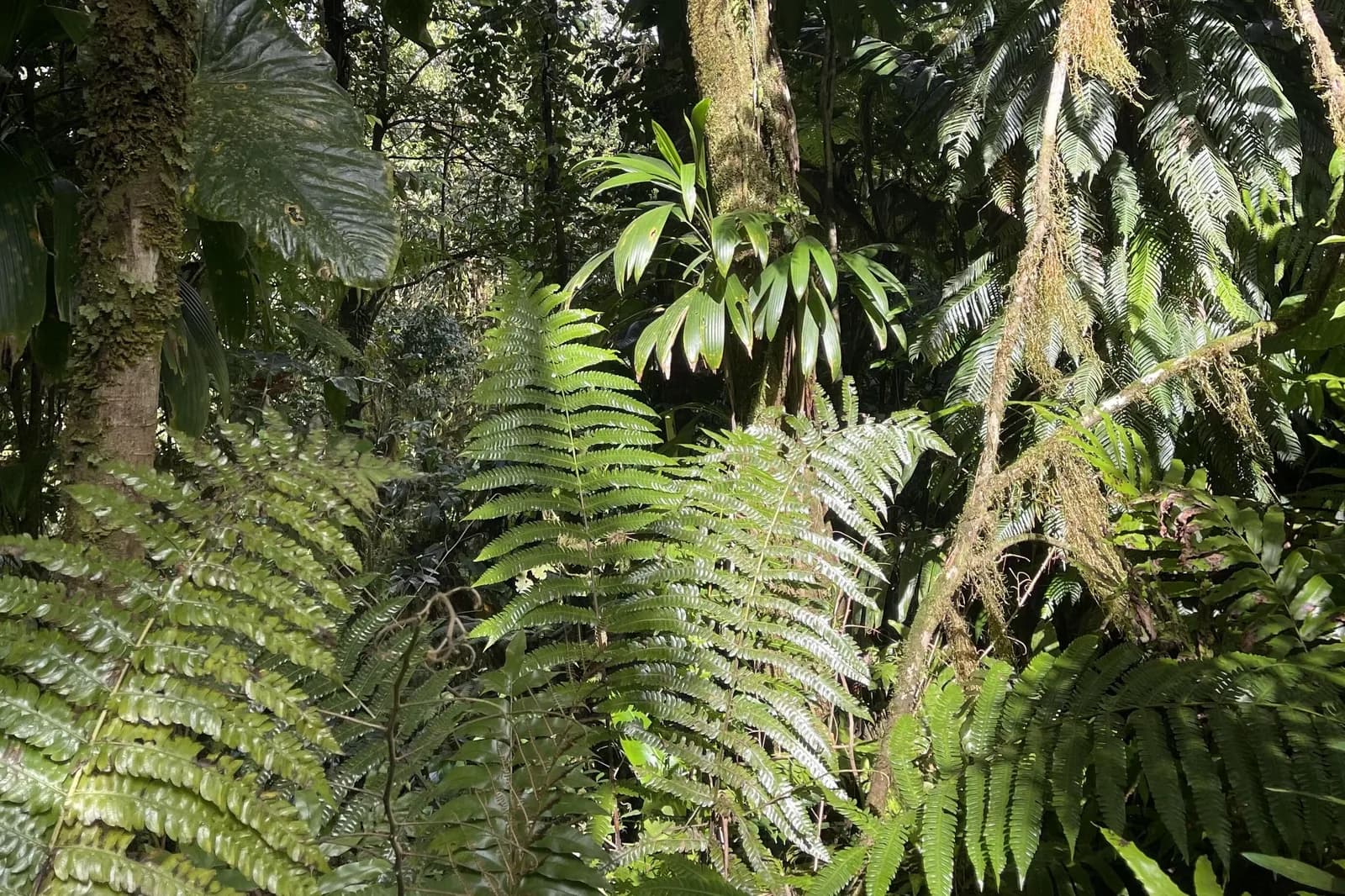Forêt tropicale humide et fougères des pitons du Carbet, en Martinique