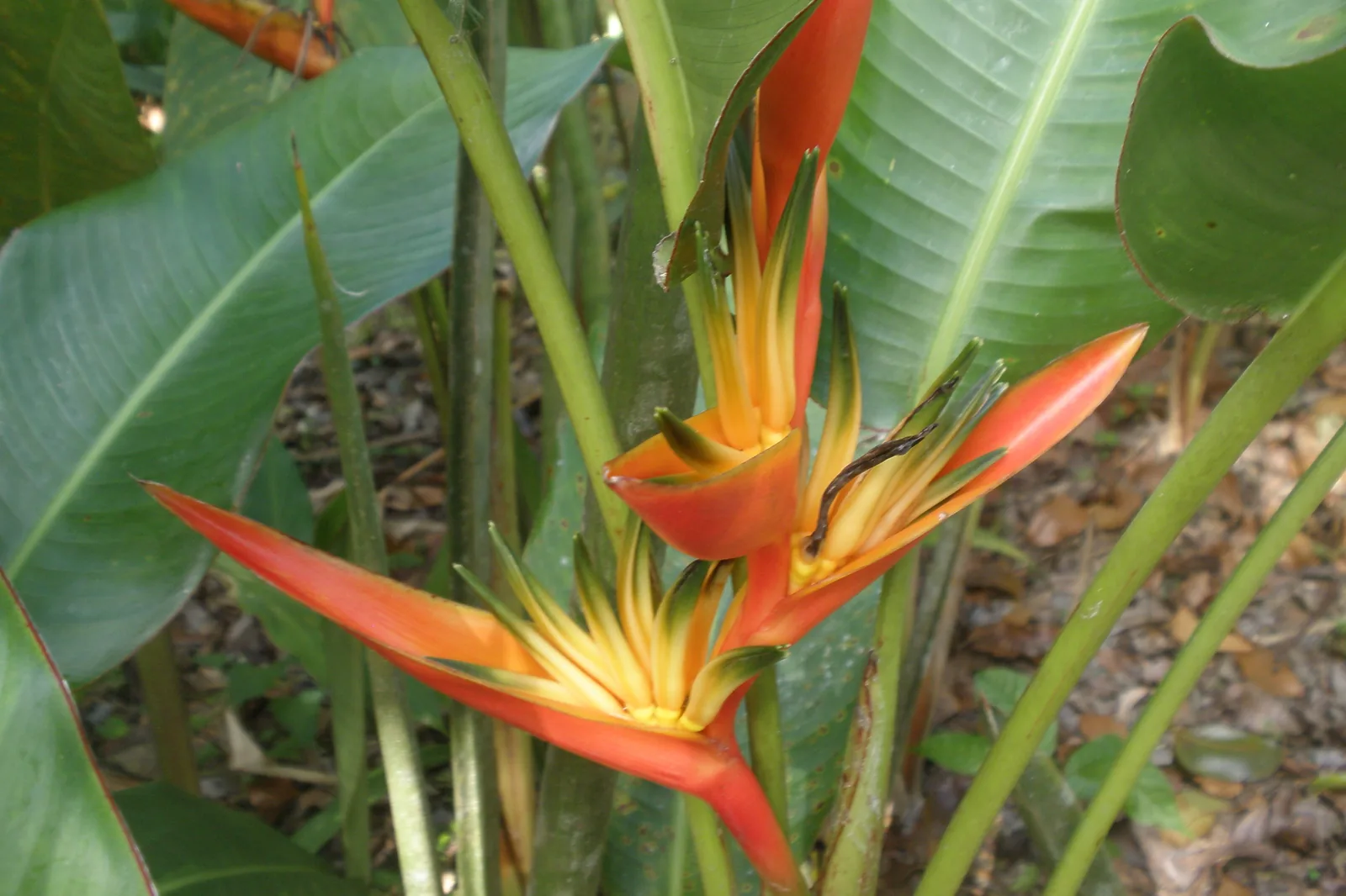 Héliconia pince de homard en fleur au jardin de Balata, en Martinique