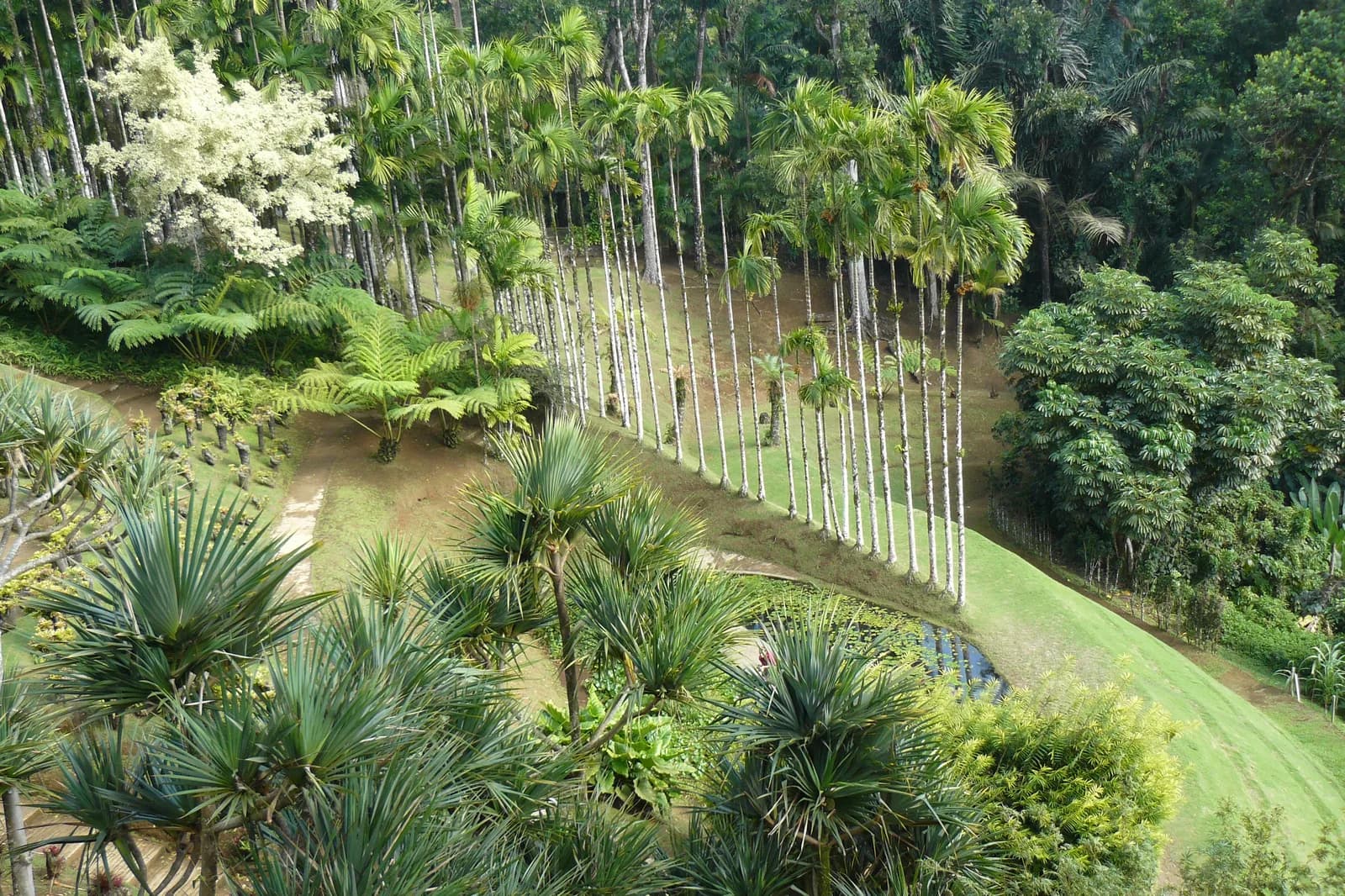 Vue plongeante sur le jardin de Balata : allée de palmiers, fougères arborescentes et bassin, à Fort-de-France en Martinique
