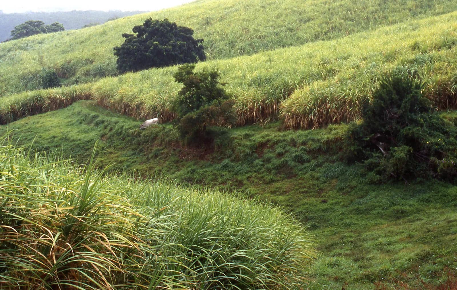 Champs de canne à sucre sur les collines de Martinique