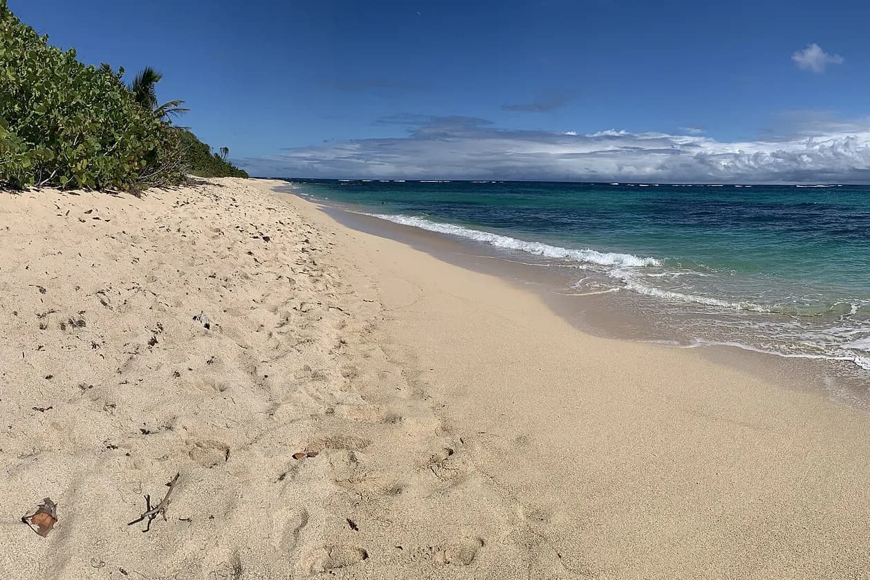 Plage de sable clair de Cap Macré, sur la côte atlantique du Marin, avec la mer turquoise et des raisiniers de bord de mer